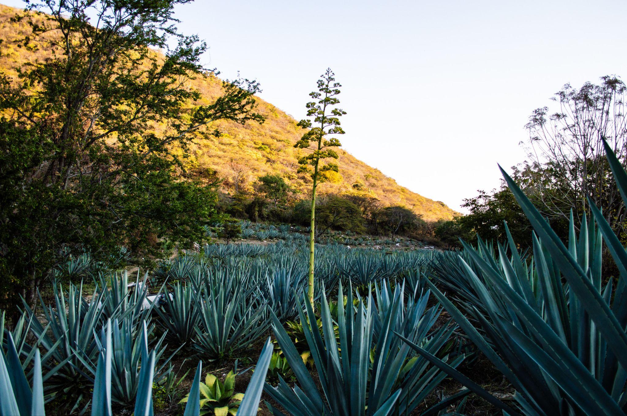Mezcal Argato agave fields and farm estate in Guerrero, Mexico