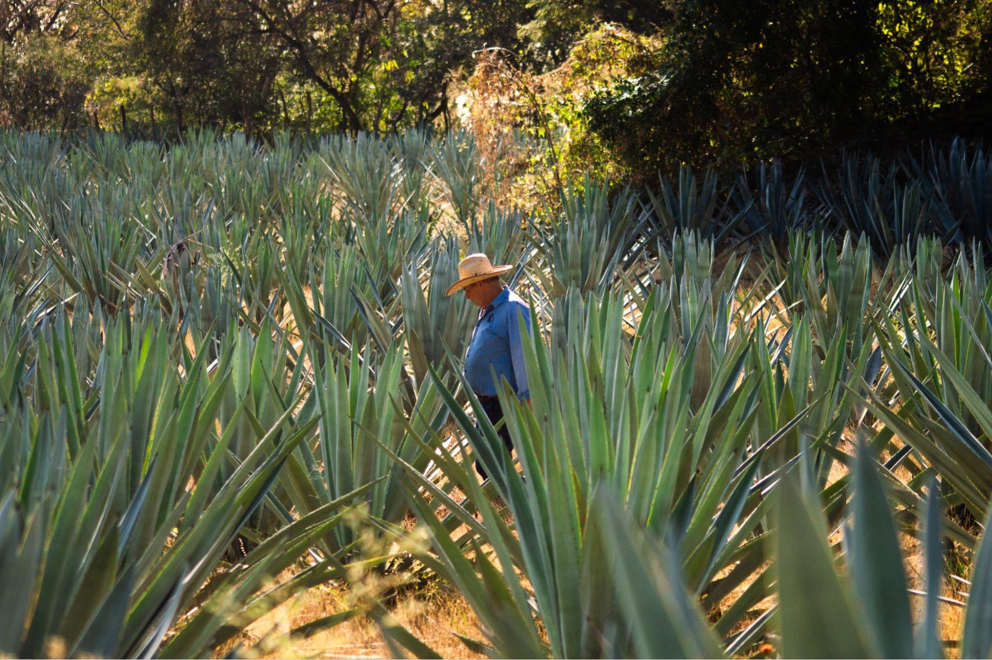 Mezcal Argato mezcalero walking through rows of mature agave on the estate
