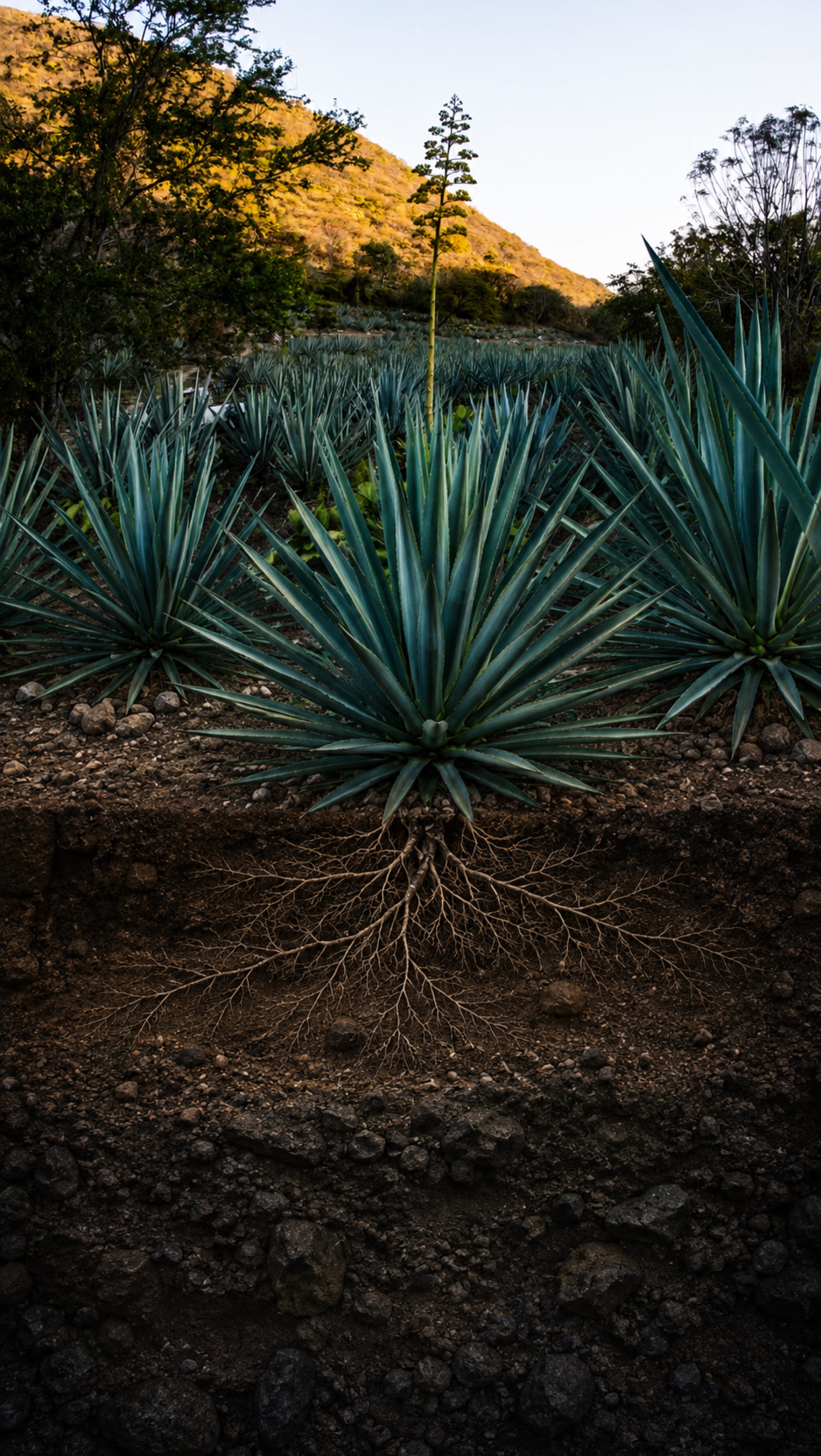 Mezcal Argato agave field with the agave's root system visible beneath the soil