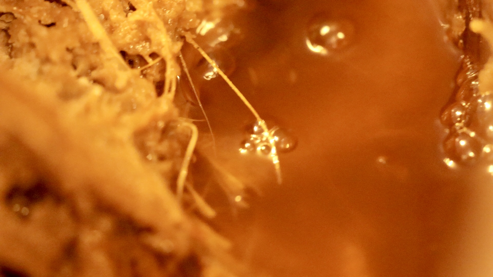 Close-up of golden agave nectar fermenting at Mezcal Argato